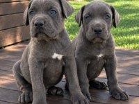 KALİTELİ CANE CORSO YAVRULAR