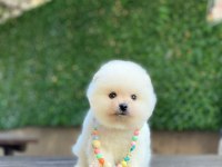 Sevimli Pomeranian Yavrular