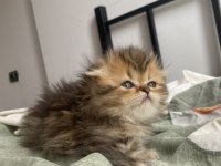 Puf puf scottish fold bebekler
