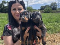 Şecereli king doberman yavrularım