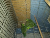 3 Adet Yeşil Forpus Papağanı