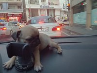 Yavru pug köpeği dişi 2 aylık