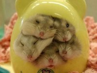 Gonzales Hamster Yavrular ve Tüm Malzemeleri Adrese Teslim
