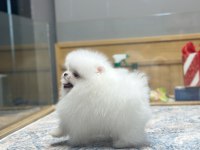 Ayı Surat Pomeranian Boo Yavrumuz