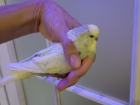 Dişi muhabbet kuşu iri cins