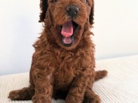 Toy poodle yavrular yeni yuvalarına gitmek için sabırsız