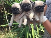 Orjinal mini pug