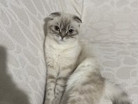 Scottish fold kızımıza iyi bakacak yuva arıyoruz