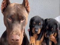 Doberman yavruları