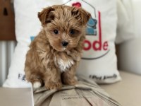 Petmode köpek çiftliğinden tea cup morkie yavrumuz