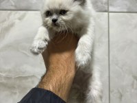 A KALİTE İSTEYEN BLUE POİNT BRİTİSH YAVRUMUZ