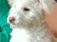 Minik terrier kızımıza yuva arıyoruz