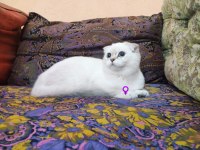 Saf kan full şecereli british shorthair kediler