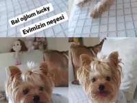 Orjinal tea cup küt burun dişi ve erkek yavru köpekler