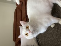 British Yavrular Shorthair