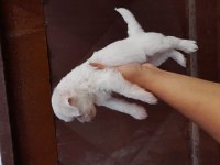 Teslime Hazır Maltese Terrier Yavrularımız