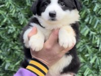 Zeka Küpü Border Collie Yavrular