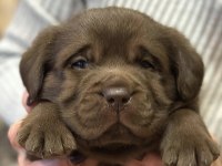 Çikolata ve şampanya labrador yavrularım