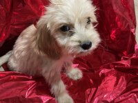 ANTALYA MALTİPOO YAVRUSU