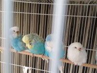 Şov jumbo yavru muhabbet kuşu