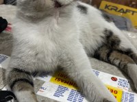 MIRMIR KEDİMİZ YUVA ARIYOR KAYSERİ VE ÇEVRE İLLER