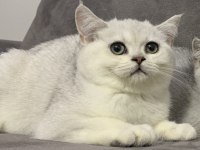 EŞSİZ KALİTE BRİTİSH SHORTHAİR BEBEKLER