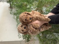 Orjinal kendi poodle yavrularım