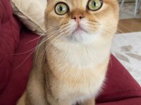British shorthair golden