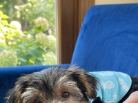 Tuvalet eğitimi tam köpeğimiz