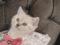 Sevecen bir british shorthair kız