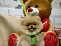 Pomeranian boo ayıcık bebekler