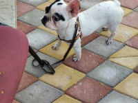 8 aylık çok akıllı bir french bulldog ismi pablo