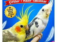Sultan Papağanı Çiftler