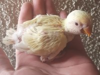 Hazır Takım Sevda Papağanı