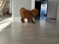 Poodle köpeğimize acil ömürlük yuva