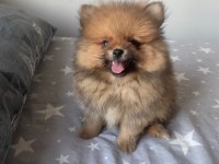 2 AYLIK POMERANİAN BOO