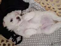 2 aylık sevimli kartopu maltipoo oğlum