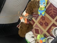 2 Buçuk Aylık Kore Poodle Yavrular