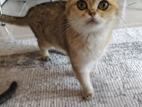 Golden British Shorthair Kısır Kedi Ücretsiz