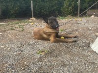 Üst düzey orijinal belçika malinois erkek