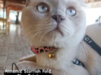 Scottish - British yavrularımız
