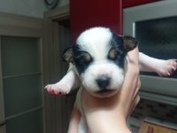 JACK RUSSELL TERRİER 40 GÜNLÜK YAVRU