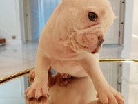 A kaliteli zeki oyuncu egzotik french bulldog yavrularım