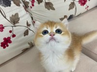 Çok Güzel Golden British Shorthair Bebekler