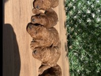 A+++ SAFKAN TOY POODLE YAVRULARIM