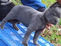 CANE CORSO YAVRULARI MÜKEMMEL ARAYANLARA