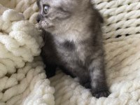 British Shorthair Yavru Kedim
