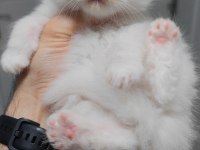 British longhair kedisi