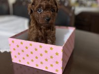 Erkek Kalıte Poodle Yavruları