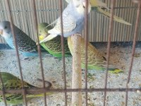 Yeni yeme inmiş bebek muhabbetler